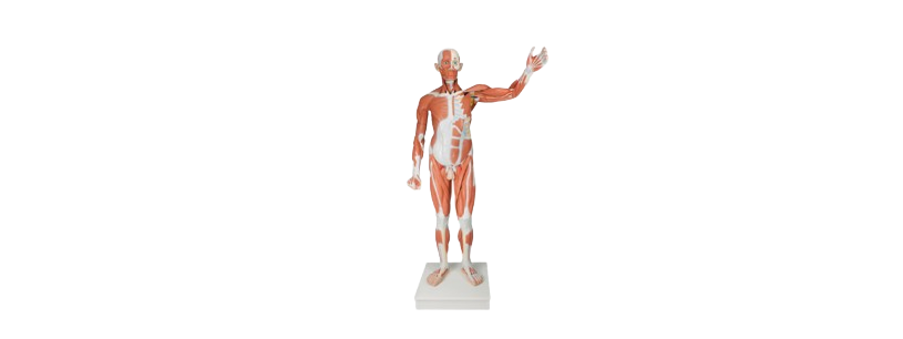 ALIS PRO Muscle Figure | AL-MF