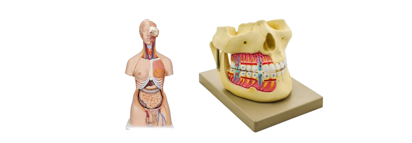 Human Laboratory Equipment- Upper Body